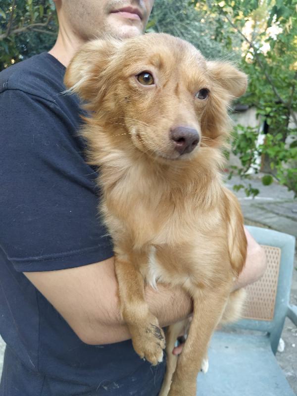 Gioia Dolcissima Cagnolina 6 Kg